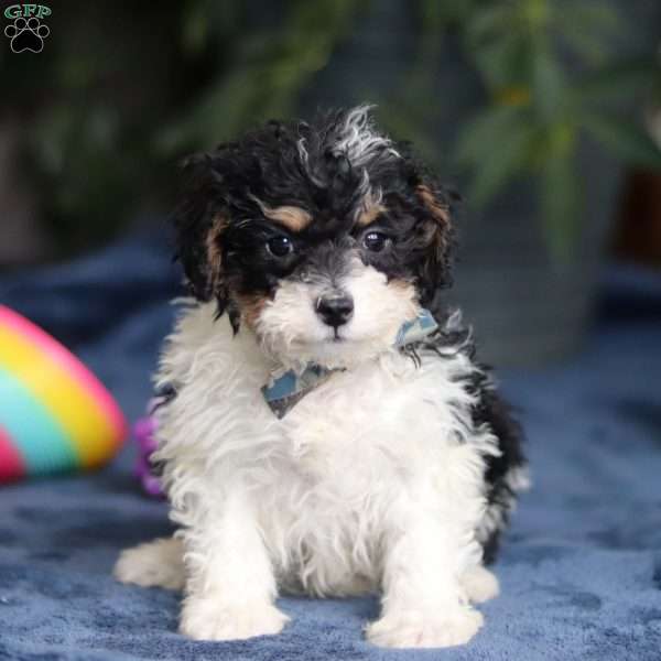 Ricky, Saint Berdoodle Puppy